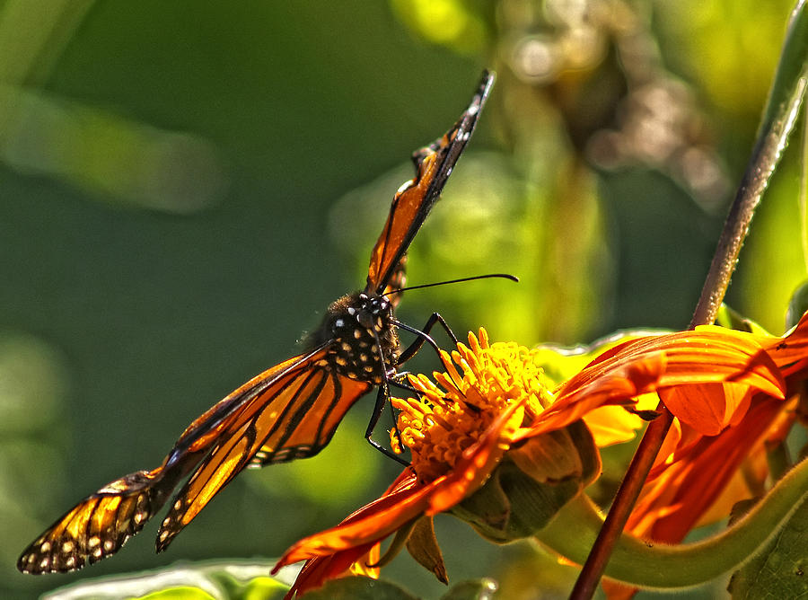 Monarch Butterfly Photograph by Robert Ullmann