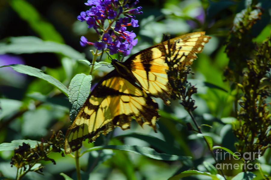 Swallowtail Butterfly Photograph by Robyn King