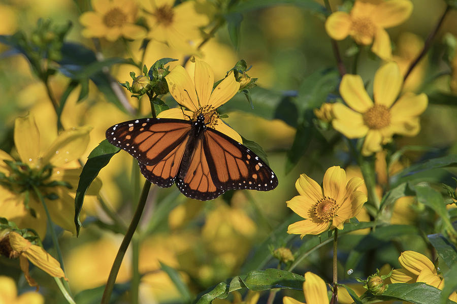 Monarch Butterfly Photograph by Ronnie Maum