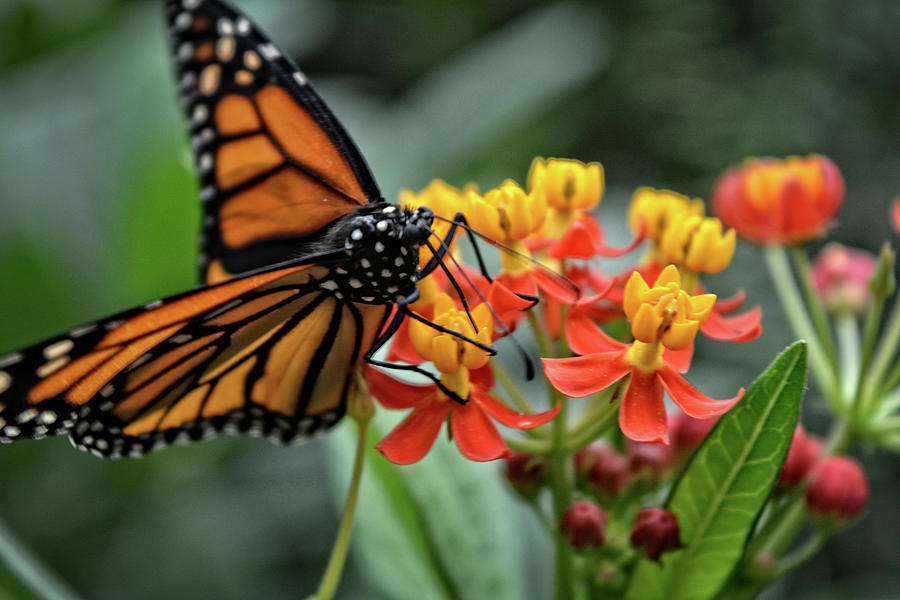 Monarch Butterfly Photograph by FineArtRoyal Joshua Mimbs