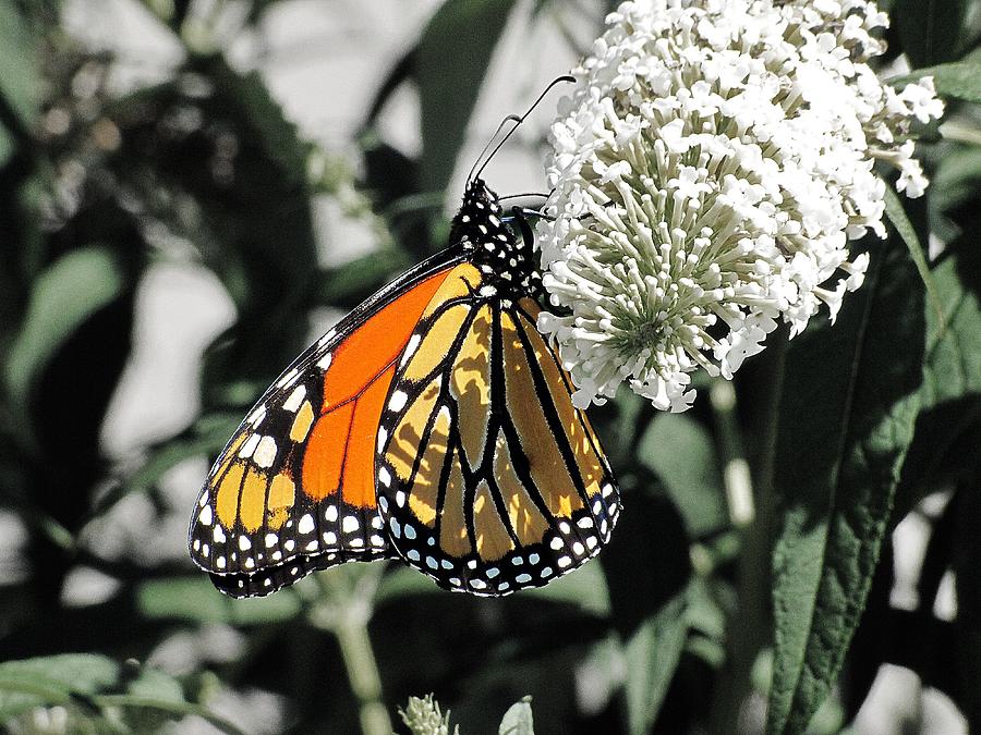 Monarch Butterfly Photograph by Scott Hovind