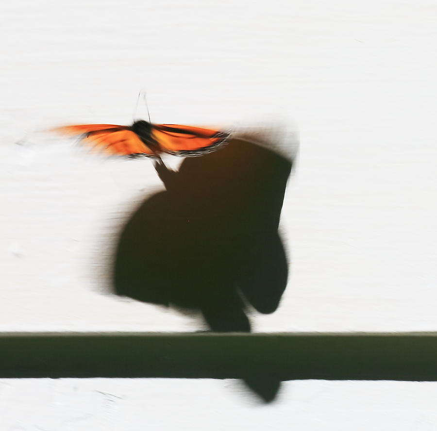 Monarch Butterfly Shadow Photograph by PJQandFriends Photography
