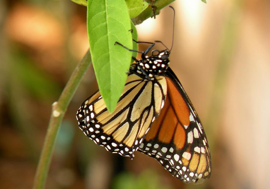 Monarch Butterfly Side View Photograph by Rosalie Scanlon