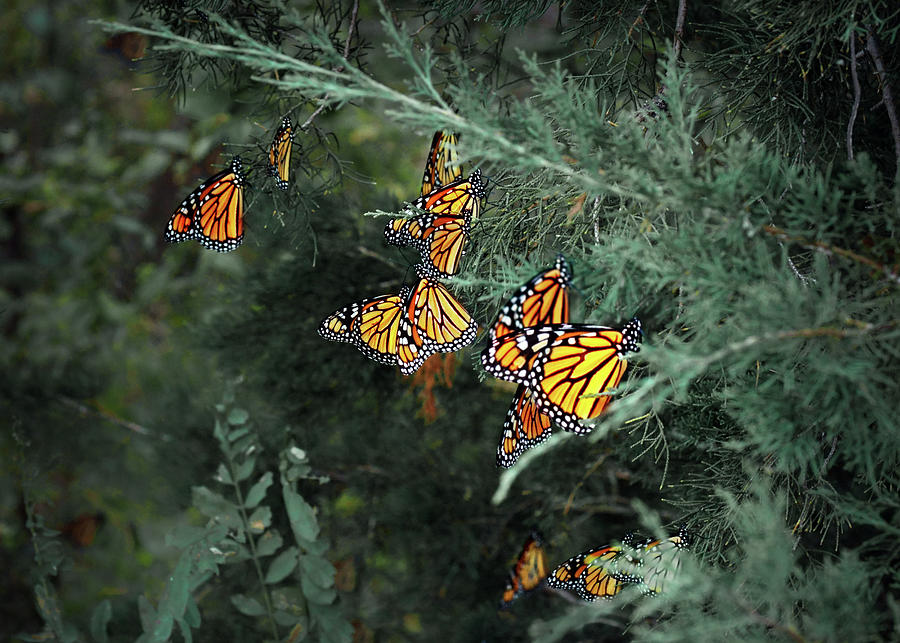 Monarch Butterfly - Staging - 1 Photograph by Nikolyn McDonald