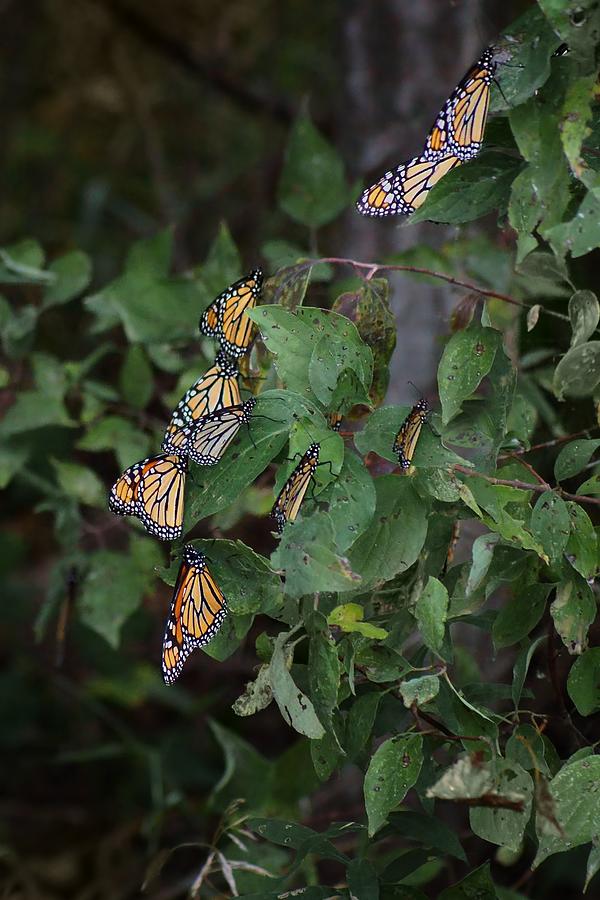 Monarch Butterfly - Staging - 2 Photograph by Nikolyn McDonald