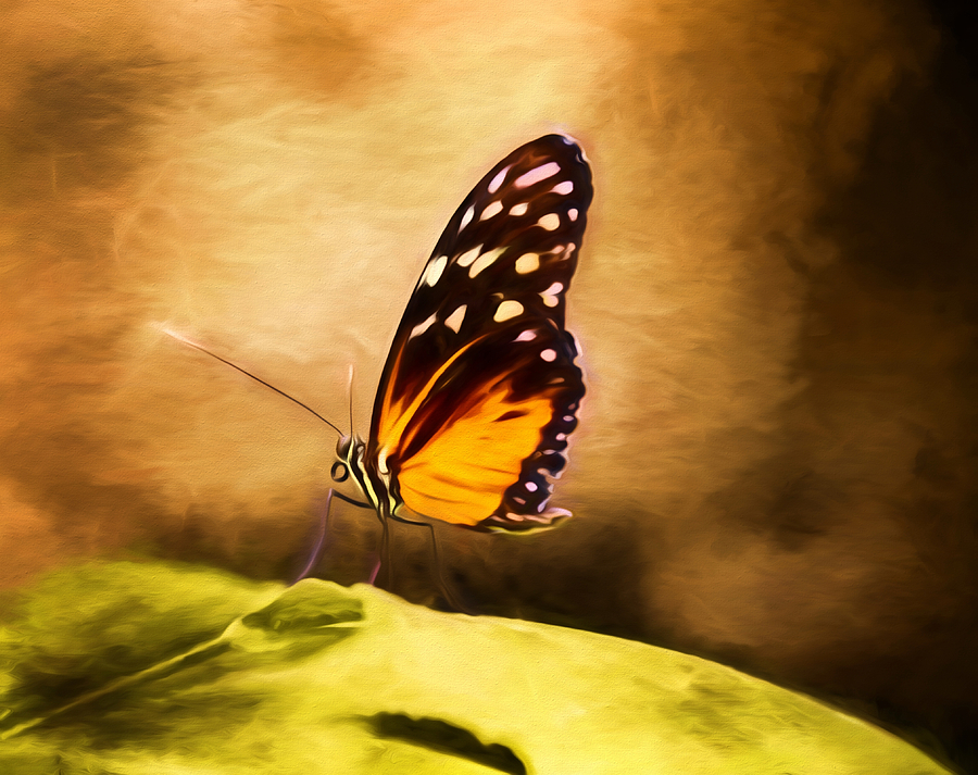 Monarch Butterfly Photograph by Steven Michael