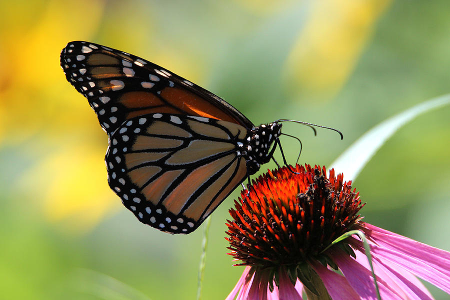 Monarch Butterfly Stony Brook New York Photograph by Bob Savage
