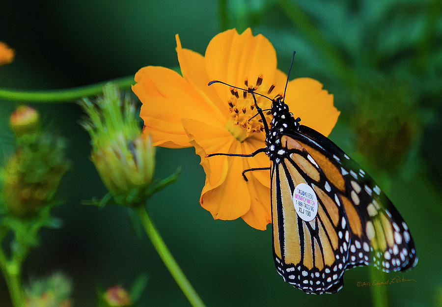 Monarch Butterfly Tagged Photograph by Ed Peterson