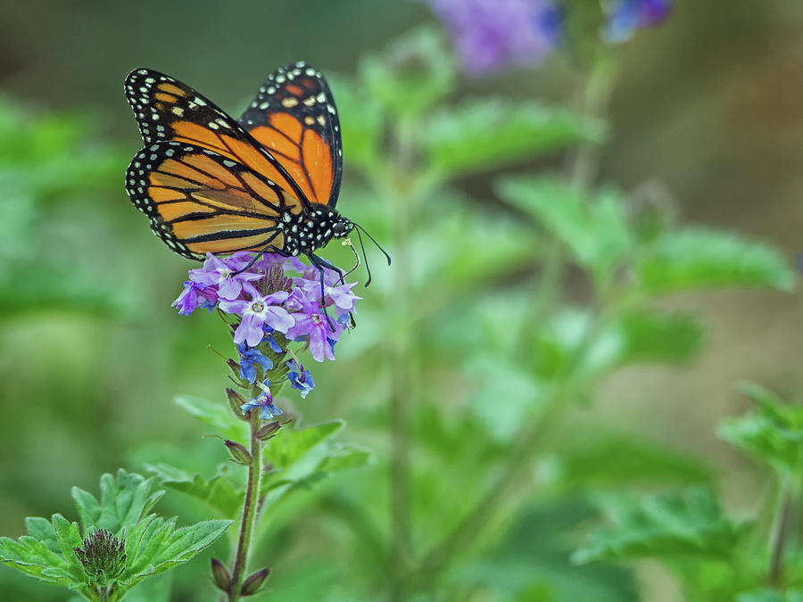 Monarch Butterfly Photograph by Tam Ryan