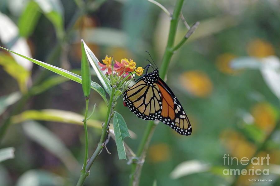 Butterfly Photograph - Monarch Butterfly by Tannis Baldwin