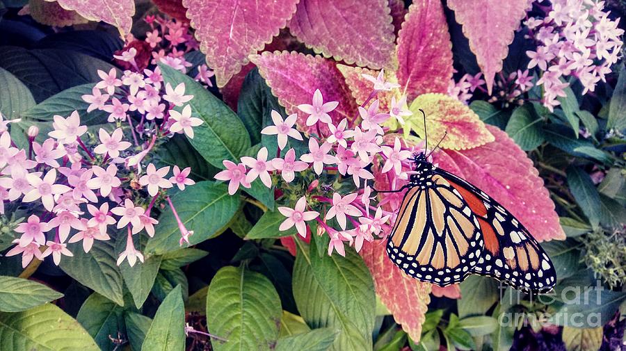 Monarch Butterfly Garden Photograph