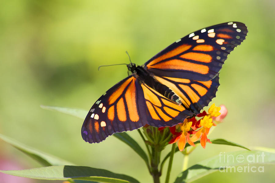 Monarch Butterfly Photograph by Teresa Zieba