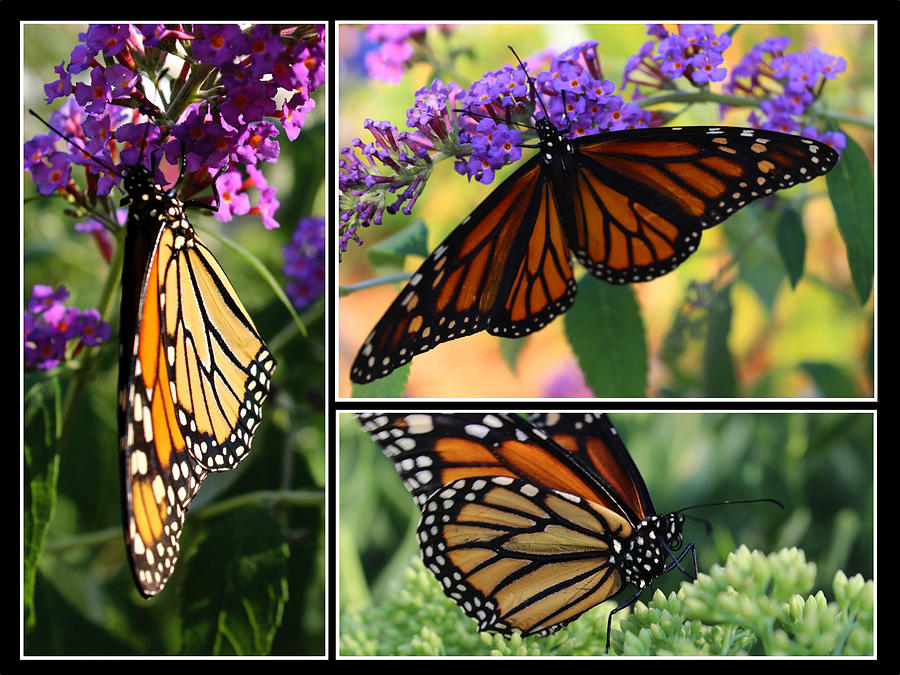Monarch Butterflies Photograph - Monarch Butterfly Trio by Julie Ketchman