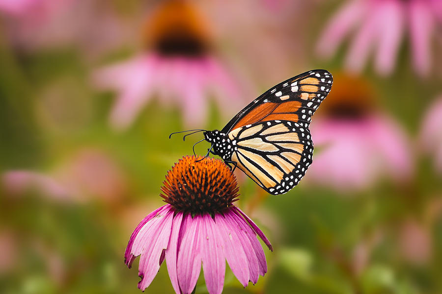 Monarch Butterfly Photograph by Valerie Towles - Fine Art America