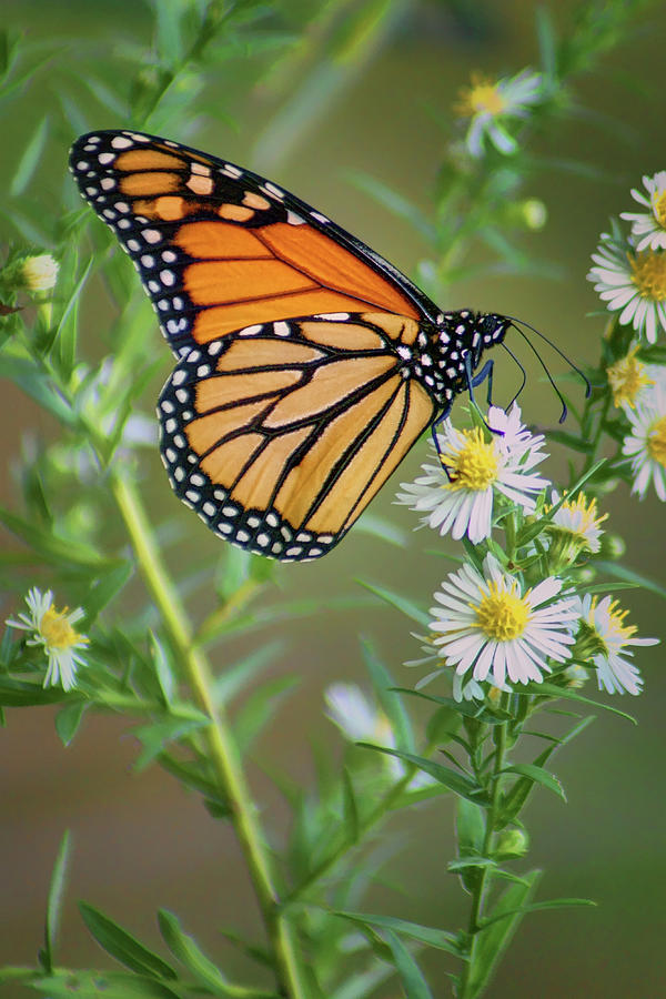 Monarch Butterfly Photograph - Monarch Butterfly - Wild Aster by Nikolyn McDonald Monarch Butterfly Photograph - Monarch Butterfly - Wild Aster by Nikolyn McDonald