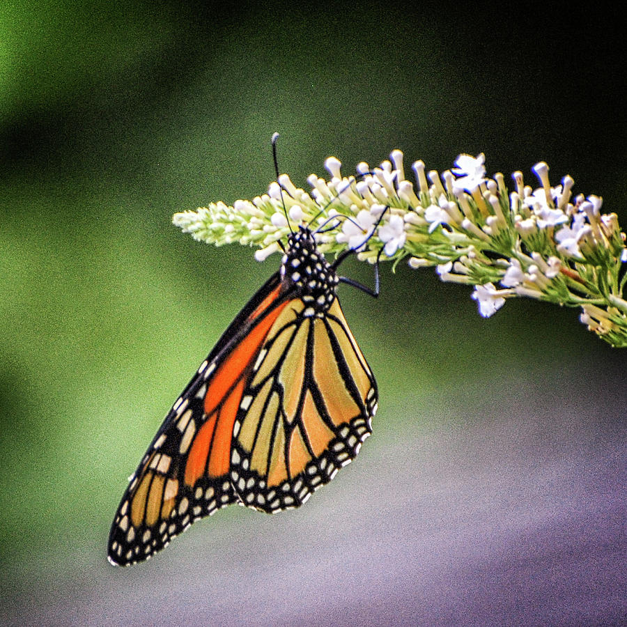 Monarch Butterfly Photograph by Winnie Chrzanowski