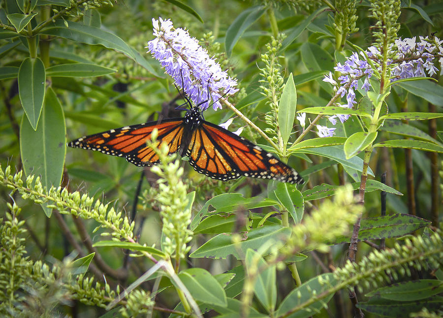 Flower Photograph - Monarch Butterfly with Hebe by Venetia Featherstone-Witty