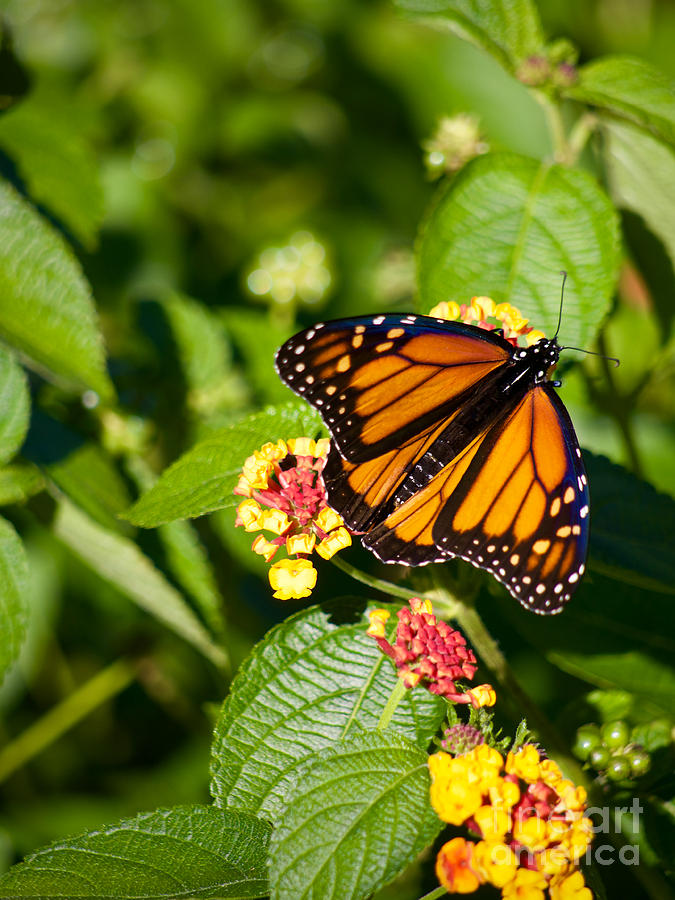 Monarch Butterfly with Lantana Photograph by Rachel Morrison