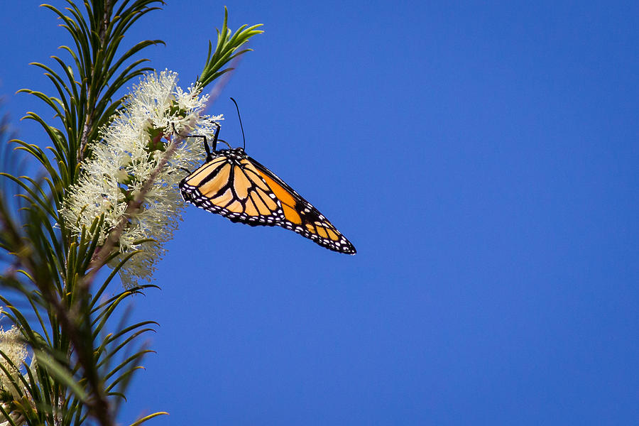 Butterfly Photograph - Monarch butterfly with open sky by Shawn Jeffries
