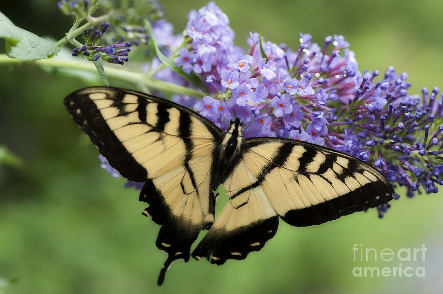 Tiger Swallowtail with wings spread Photograph by Dan Friend