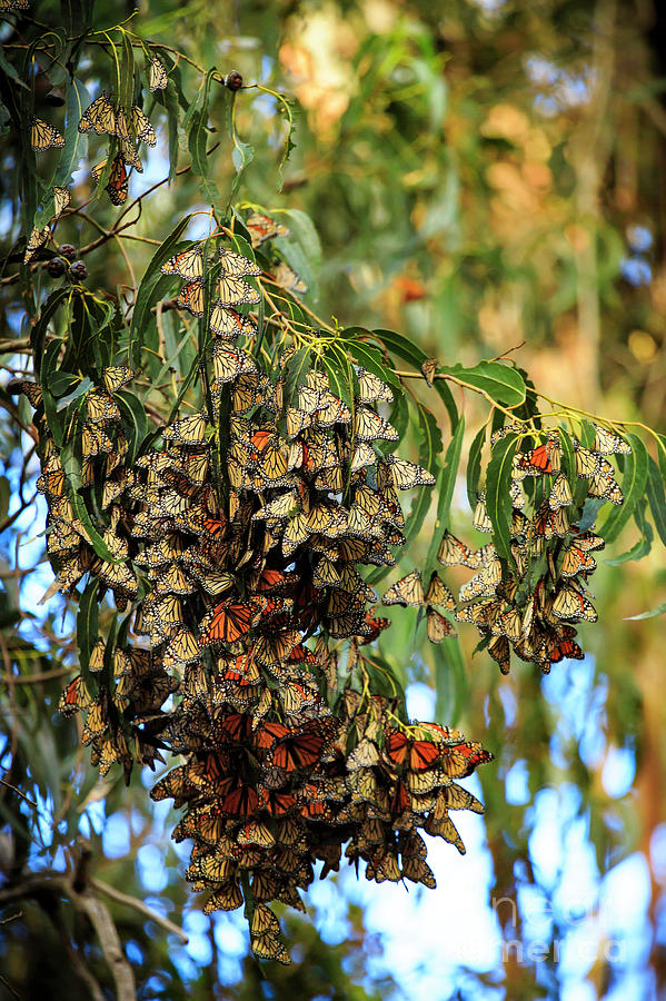 Monarch Butterlies Migration II Photograph by Craig J Satterlee