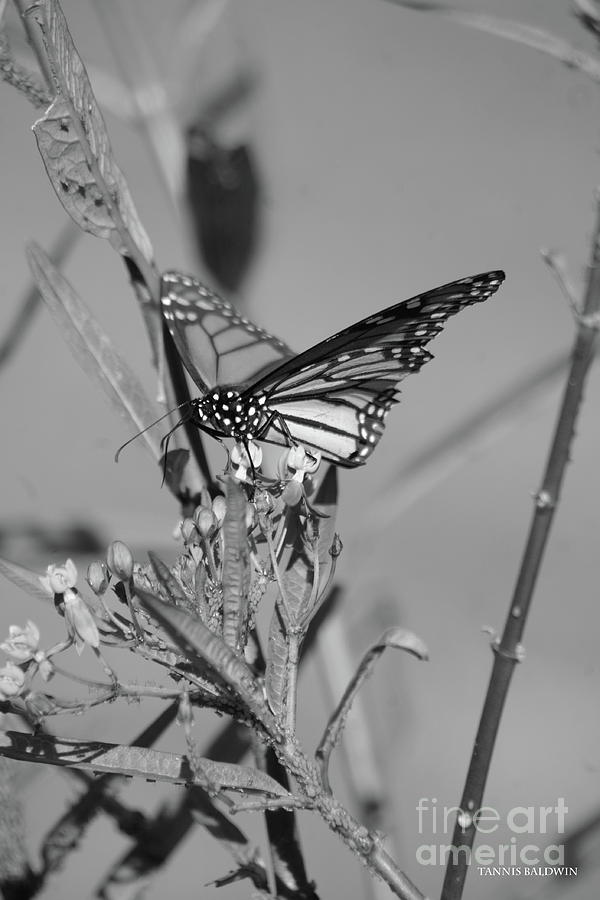 Monarch - BW Photograph by Tannis Baldwin
