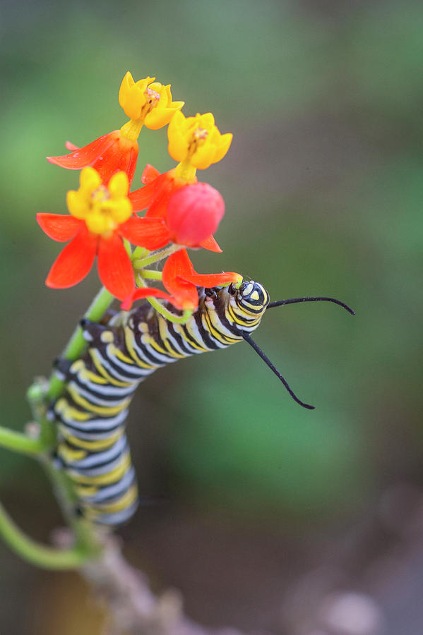 Monarch Caterpillar and Milkweed Flowers Photograph by Rich Franco