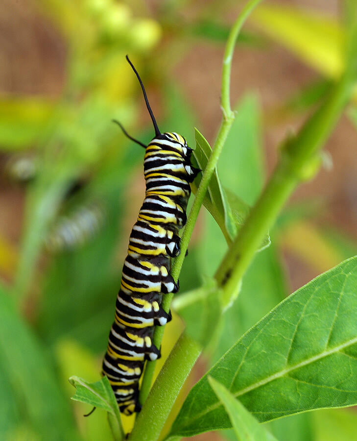 Monarch Caterpillar Photograph by Bill Morgenstern - Fine Art America