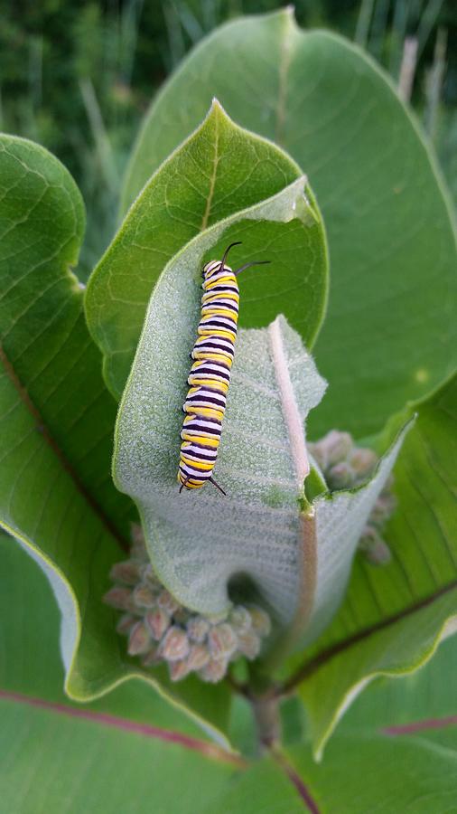 Monarch Caterpillar Photograph by Brook Burling