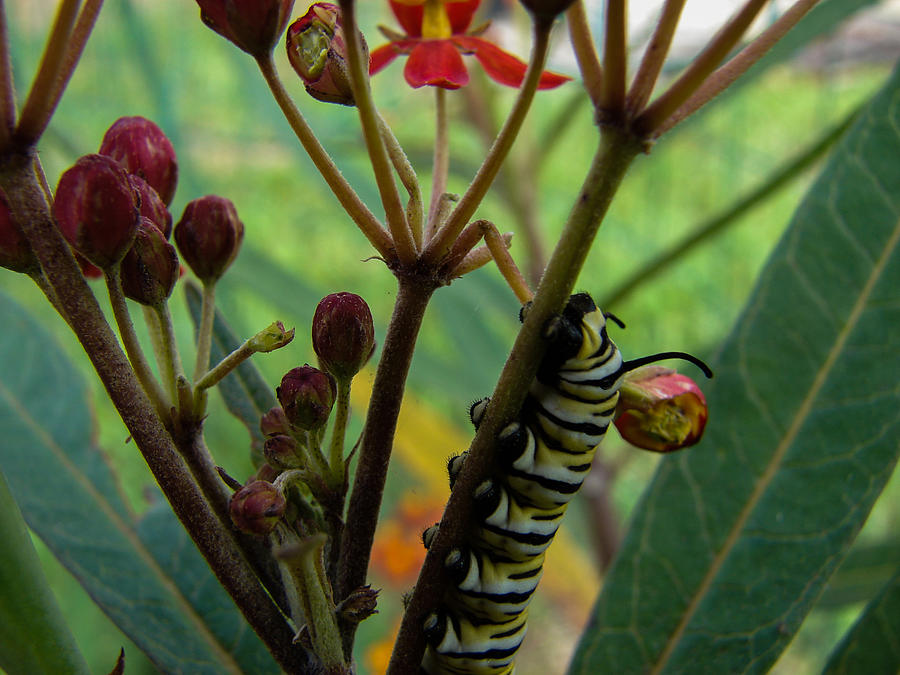Monarch Caterpillar Photograph by Carl Moore