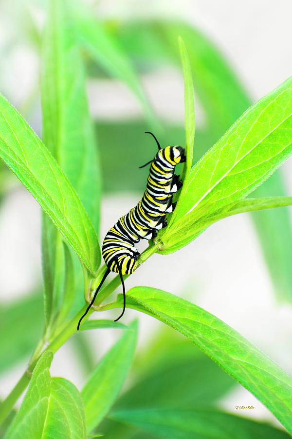 Monarch Caterpillar Photograph by Christina Rollo