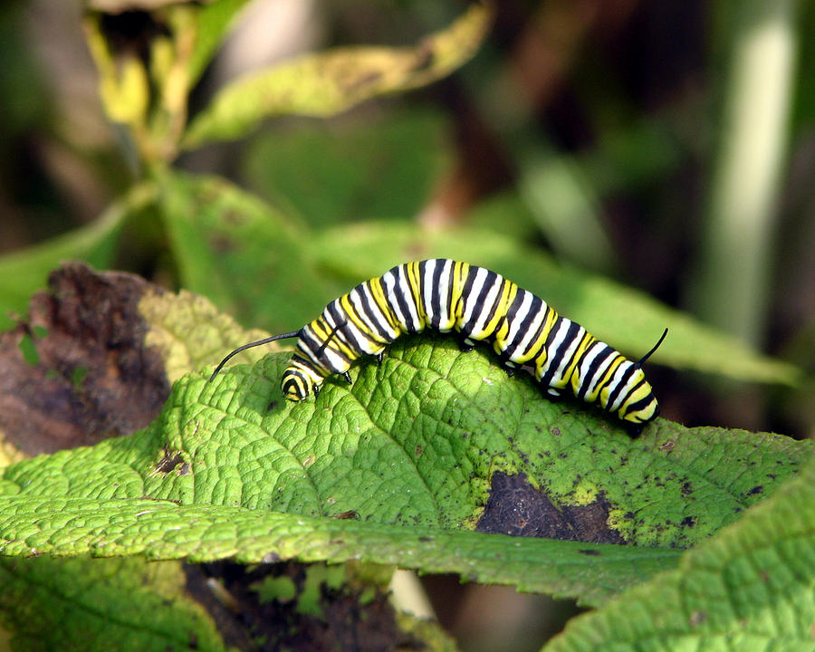 Monarch Caterpillar Photograph by George Jones