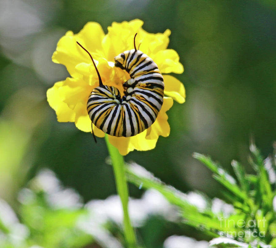 Monarch Caterpillar in Marigold Portrait Photograph by Luana K Perez