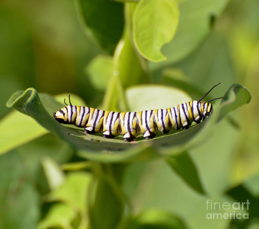 Monarch Caterpillar Photograph by Kerri Farley