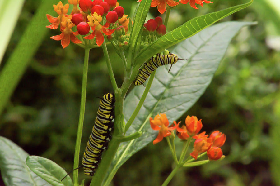 Monarch Caterpillar Photograph