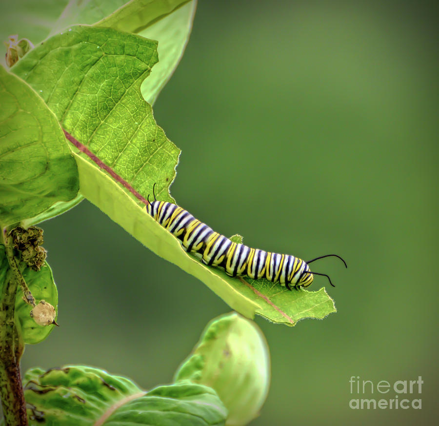 Monarch Caterpillar - Living on the Leaves  Photograph by Kerri Farley