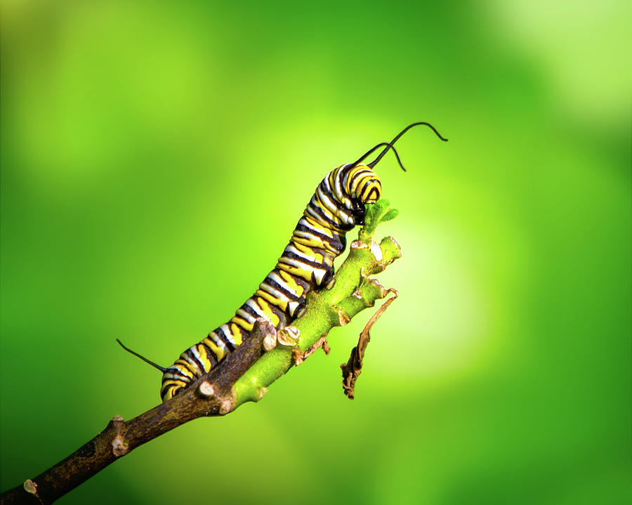 Monarch Caterpillar Photograph by Mark Andrew Thomas