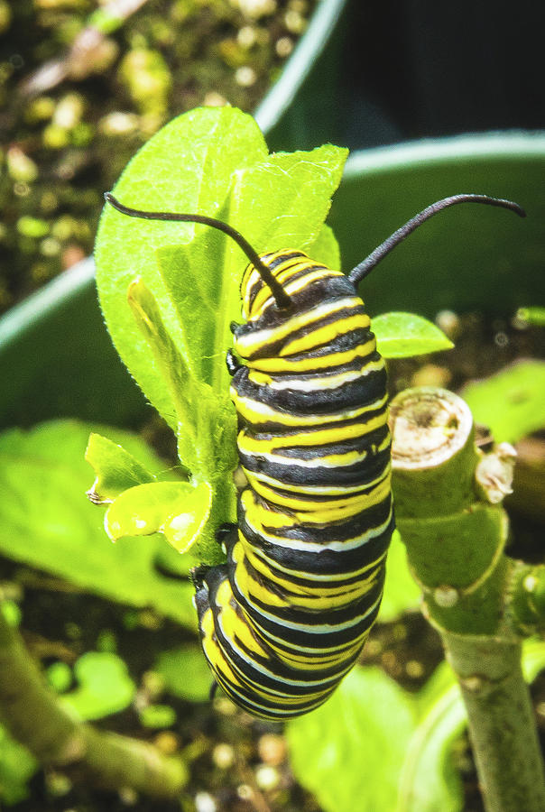 Monarch Caterpillar of Bermuda Photograph by Jeff at JSJ Photography