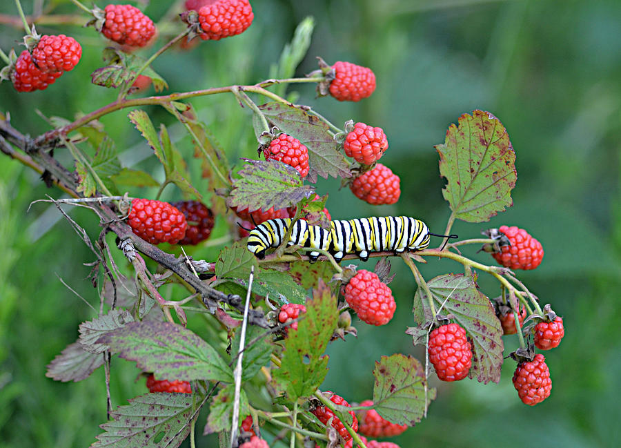 Summer Photograph - Monarch Caterpillar on Blackberries by Ally  White