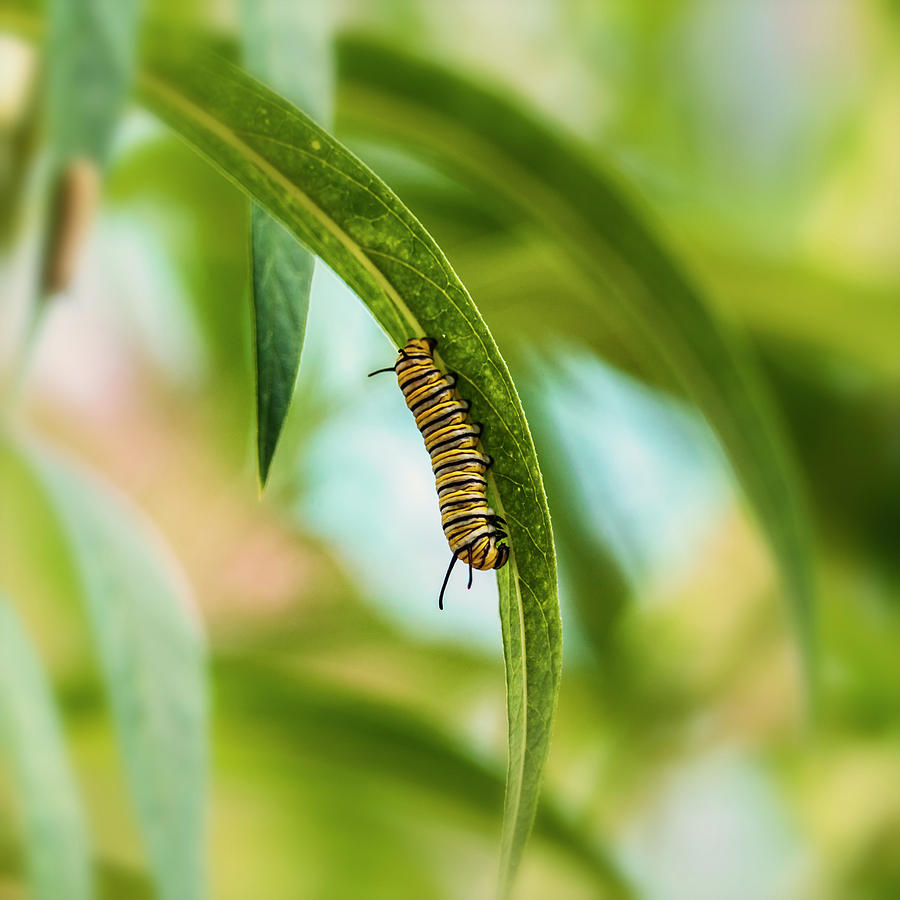 Monarch Caterpillar on Milkweed-7R2_DSC2165_08282017 Photograph by Greg Kluempers