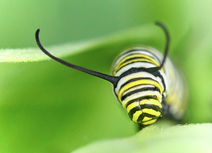 Monarch Caterpillar on milkweed Photograph by Jim Hughes