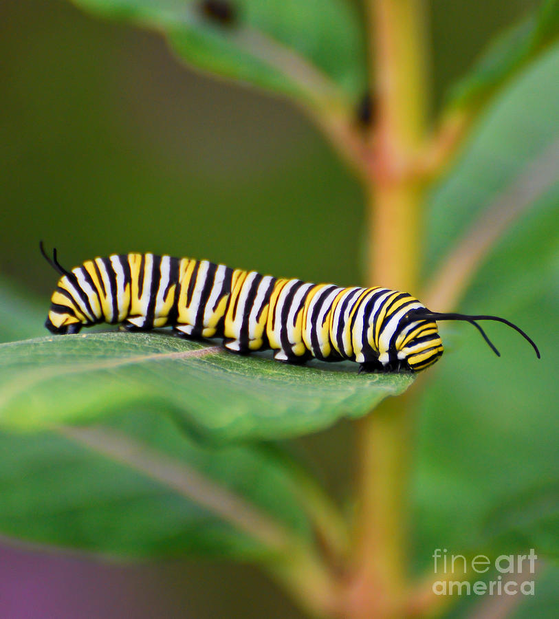 Monarch Caterpillar on Milkweed Photograph by Kerri Farley