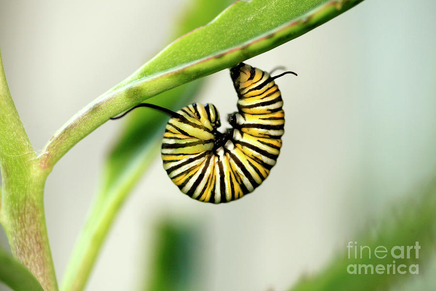 Monarch Caterpillar on Succulent Plant Photo Photograph by Luana K Perez
