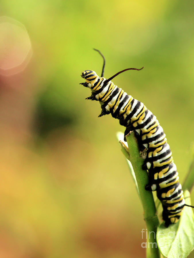 Monarch Caterpillar Photo Photograph by Luana K Perez