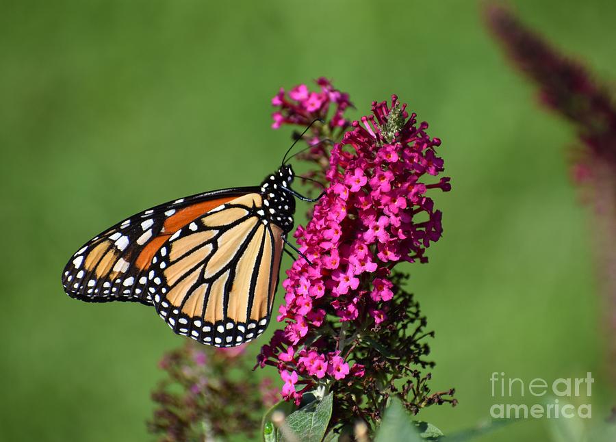 Monarch Photograph by Christina Verdgeline