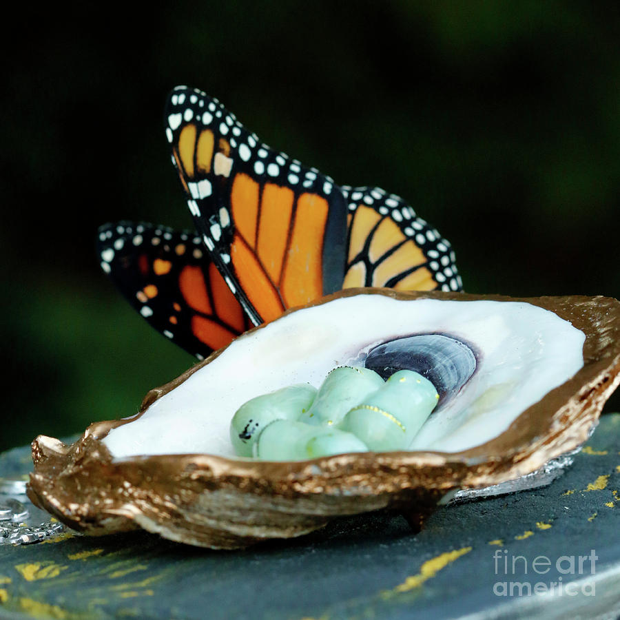 Oyster Shell Photograph - Monarch Chrysalis in Oyster Shell with Butterfly by Luana K Perez
