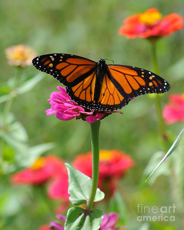 Monarch Color Photograph by Edward Sobuta