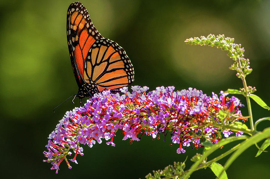 Monarch Photograph by Craig Szymanski