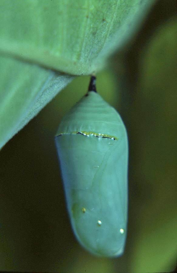 Monarch Crysalis On Milkweed Plant Photograph by Rory Cubel