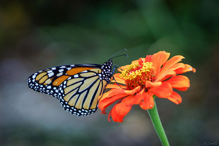 Monarch Photograph by David Dedman